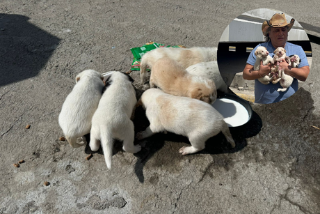 Abandonan a ocho perritos en la GAM y son rescatados por denuncias vecinales