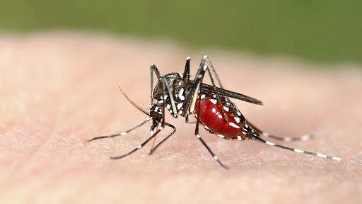 Un especialista de la Uady hizo un llamado a la población a protegerse del mosquito transmisor del dengue y otras enfermedades similares debido a la actual temporada de lluvias.- Foto de la Uady