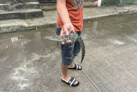 Vecinos de Tampico juegan con las crías de cocodrilo; autoridades en alerta