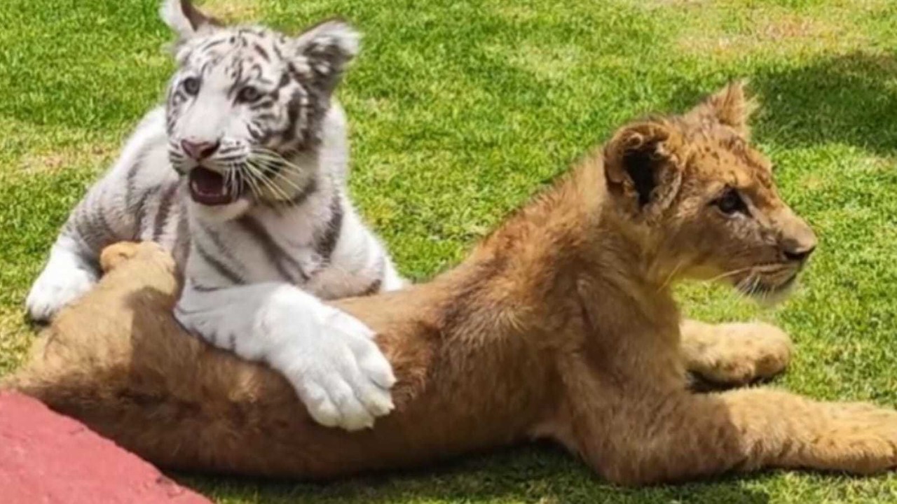 El Parque Ecológico Zacango participa en programas de conservación de Lobo Gris Mexicano y del Cóndor de California con otros países. Foto: Parque Ecológico Zacango