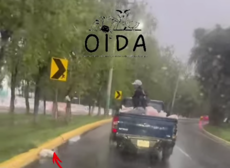 Lanzan a gatos desde vehículo en movimiento; OIDA exige justicia
