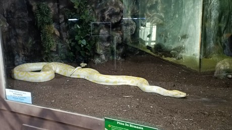 Día internacional de la serpiente