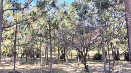 Abren convocatoria para reforestación en Durango