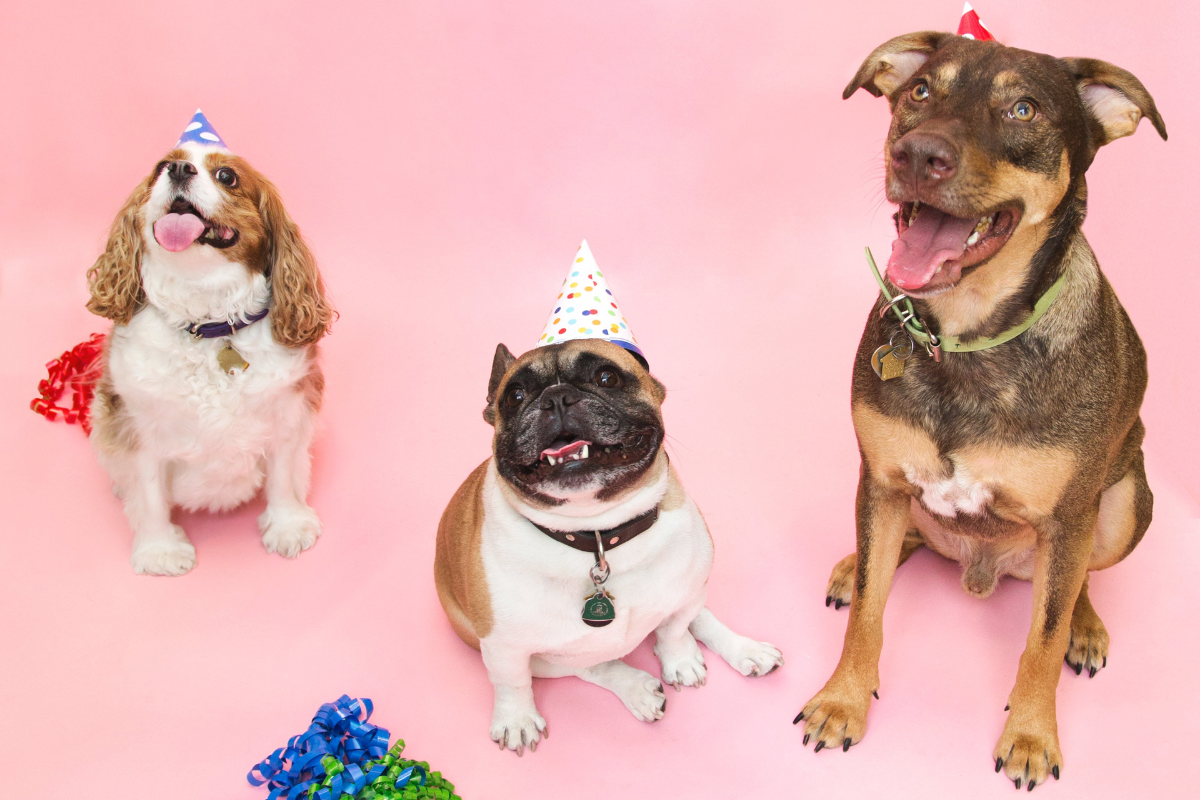 Perritos con sombreros de fiesta. Foto: Canva