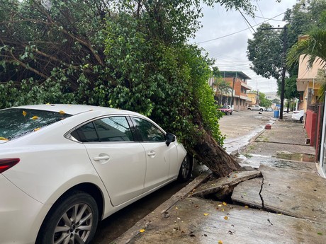 Desplome de árbol en Madero deja sin luz a colonia Vergel tras fuertes lluvias