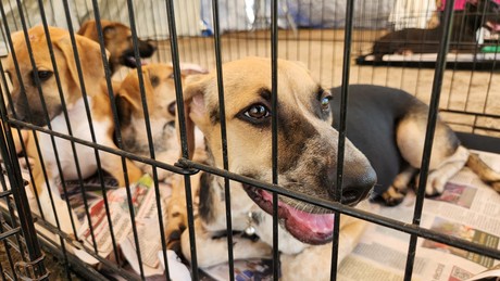 Gobierno de Escobedo promueve adopción responsable de mascotas