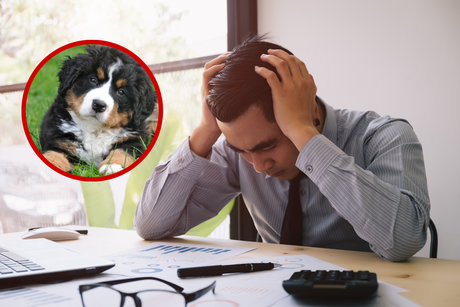 Descubre cómo el olor del estrés humano afecta a los perros
