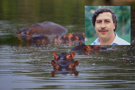 Vanessa, el hipopótamo de Pablo Escobar, fallece en la Hacienda Nápoles