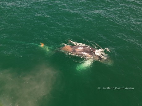 Ballena jorobada enmallada lucha por su vida en aguas de BCS