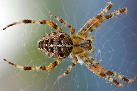 Mezquital: Señora de 71 años muere por la picadura de una araña