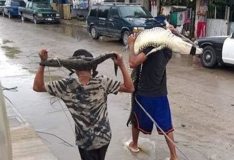 Han capturado a 40 cocodrilos en el sur de Tamaulipas
