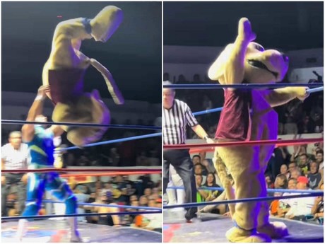 Wisin el Dog, el perro que cautiva a fans de la Lucha Libre (VIDEO)