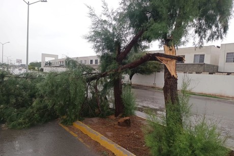Atiende Protección Civil Torreón reporte de 8 árboles caídos tras lluvia