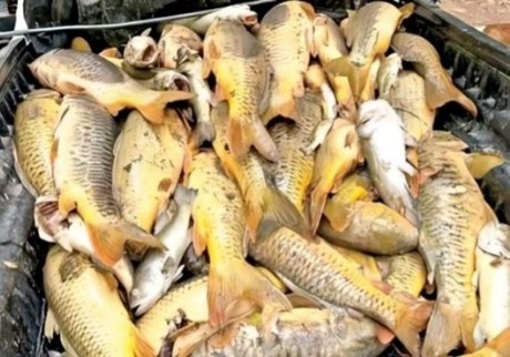 Alertan mortandad de peces en Sonora por contaminación