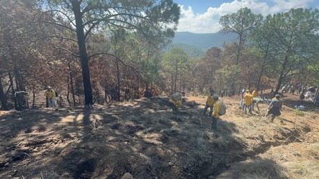 Arranca restauración forestal al sur del Edomex tras incendios
