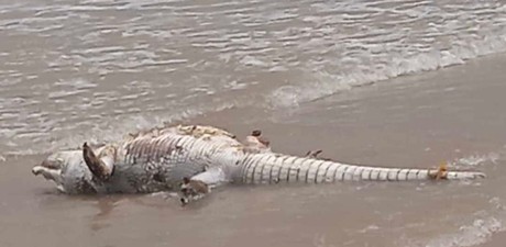 Cocodrilo muerto en Playa Miramar causa alarma
