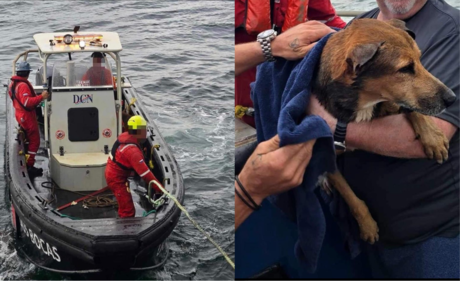Trabajadores petroleros rescatan a perrito que nadaba en el Golfo de México