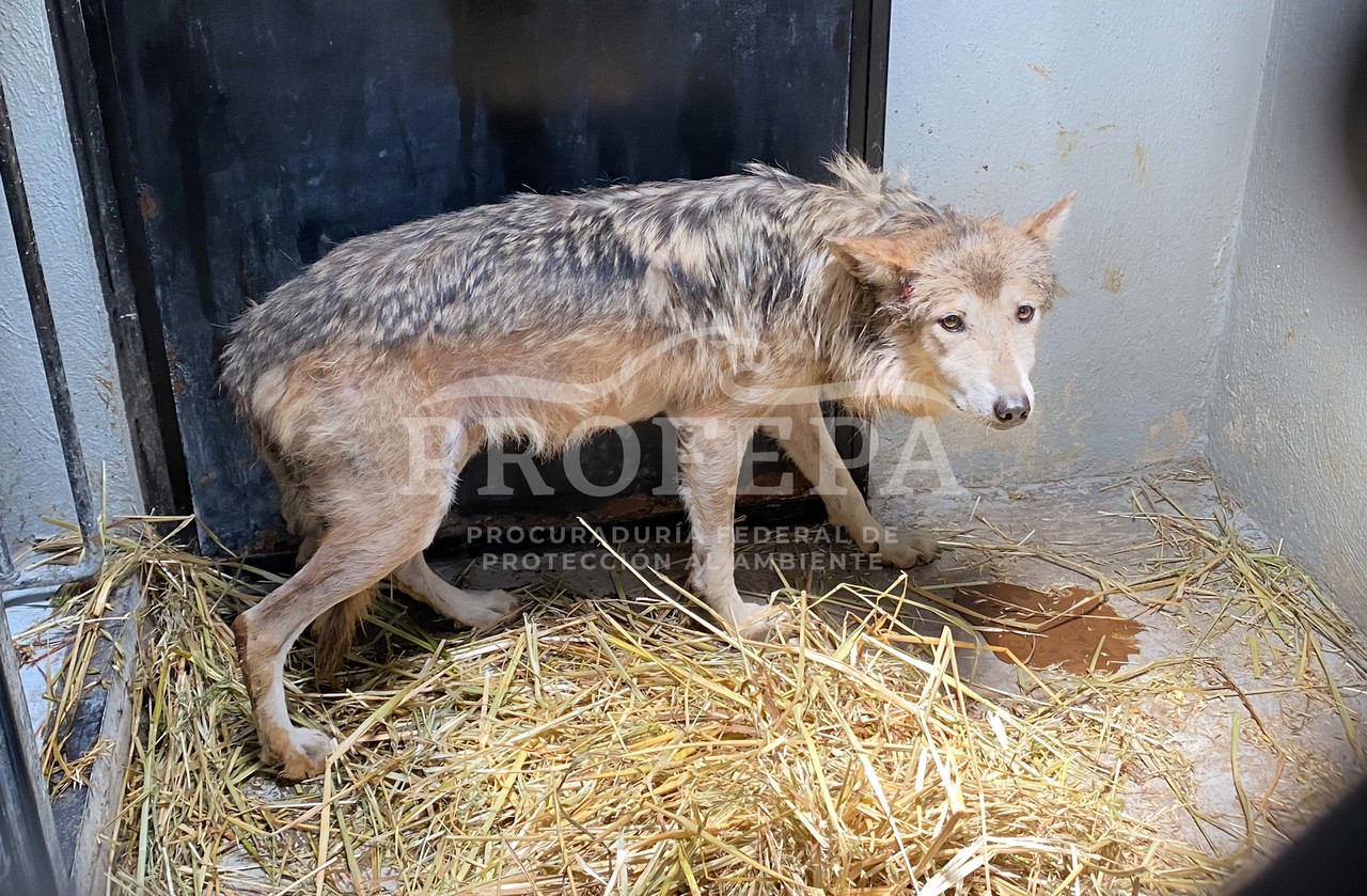 La loba gris mexicana (Canis lupus baileyi) se encuentra en buen estado de acuerdo con las autoridades. Foto: Profepa