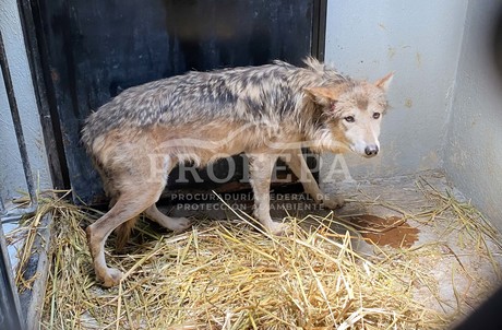 Profepa descarta maltrato a loba gris en Zoológico de Chapultepec tras denuncias