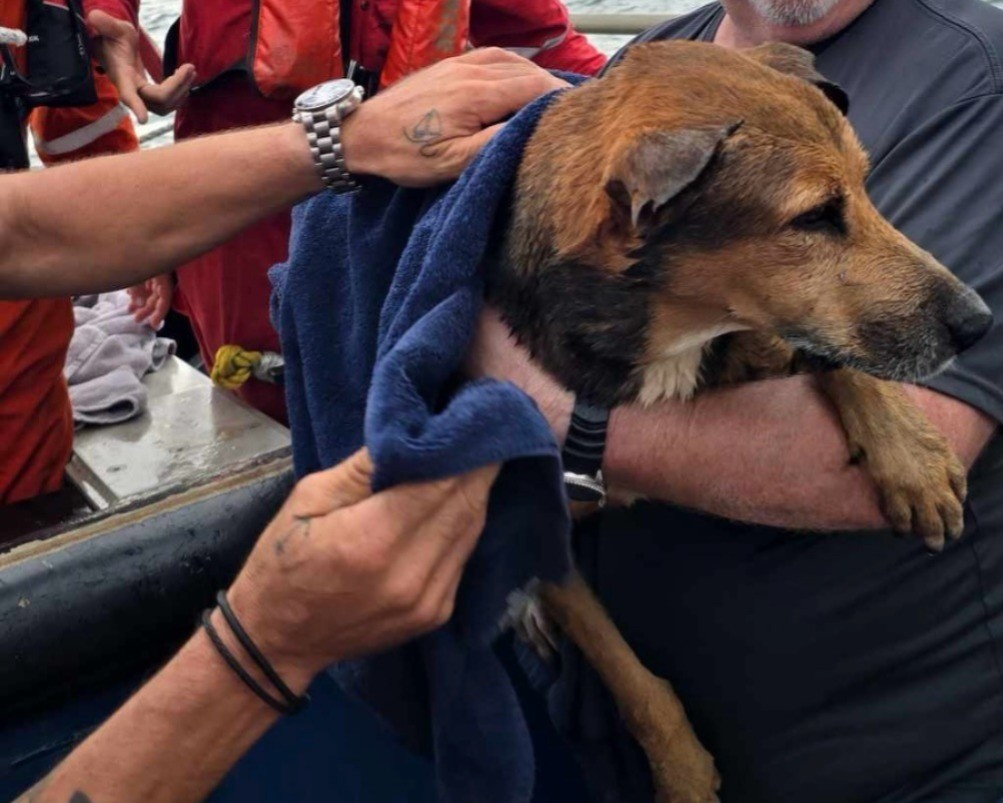 El perro siendo secado con una toalla tras ser rescatado en aguas del Golfo de México. Foto: Facebook Offshore Life México.