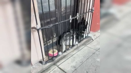 Maltrato animal: Perro es dejado entre barrotes y puerta en el centro de Durango