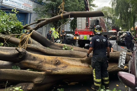 Cae árbol, daña 3 vehículos y cableado eléctrico en Venustiano Carranza