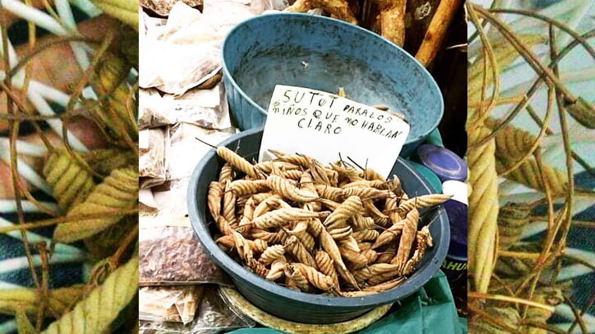 Esta planta puede encontrarse en mercados o tiendas de medicina tradicional Foto: Especial