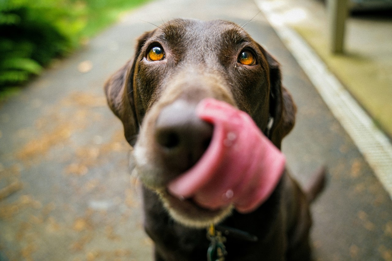 El objetivo principal de este foro es promover la empatía, el respeto y una cultura de no violencia hacia los animales. Foto: Unsplash