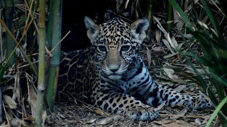 ¡Nombra a estos jaguares que nacieron en la Ciudad de México!