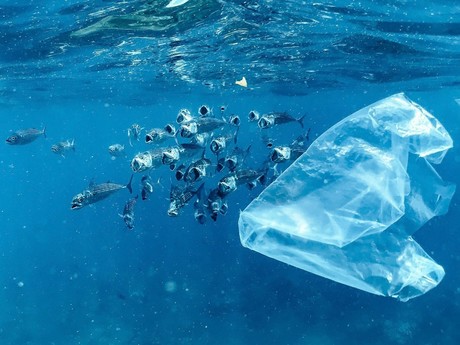 Día Internacional Libre de Bolsas de Plástico: ¡Cuida el Medio Ambiente!