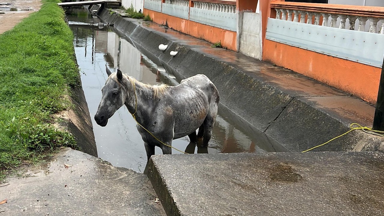 Un caballo fue rescatado por la autoridad municipal, después de permanecer durante horas dentro del canal pluvial en Tampico. Foto: Axel Hassel