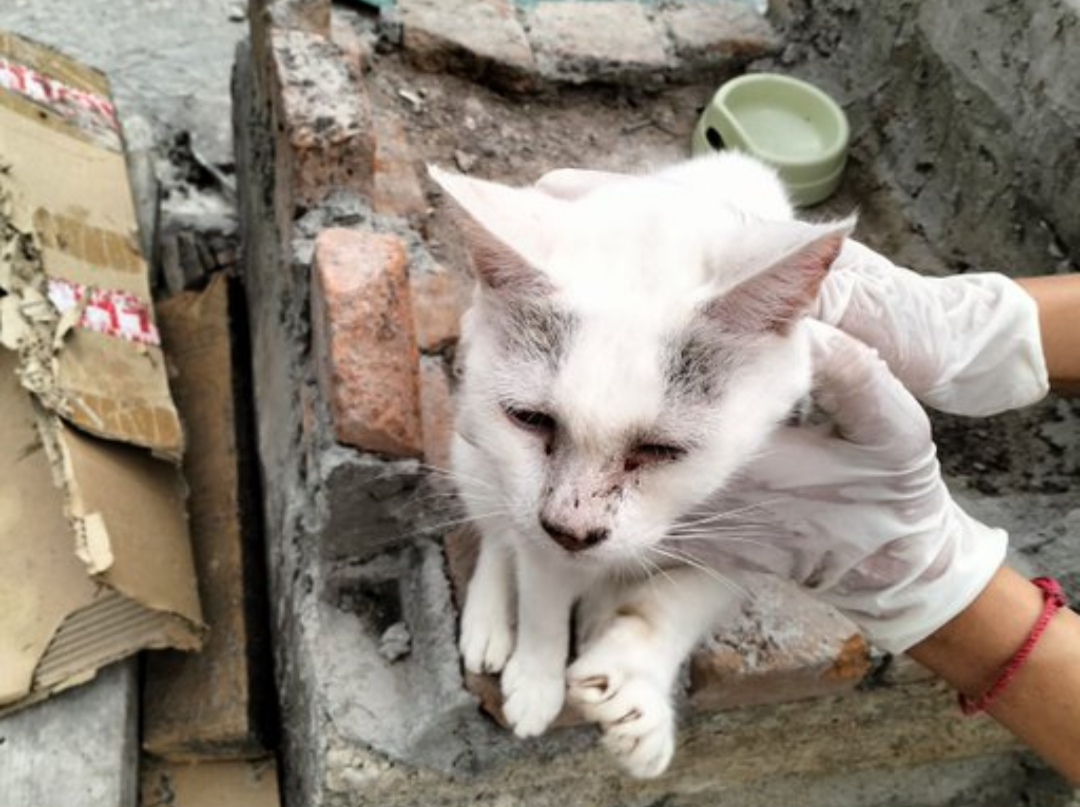 En el Estado de México el maltrato animal es sancionado. Imagen: Propaem