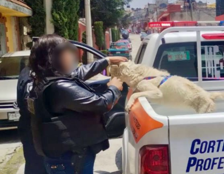 Rescatan a dos 'lomitos' abandonados en Huixquilucan