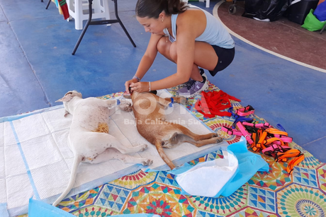 PET Los Cabos esteriliza a más de 100 mascotas. ¿Cuándo es la próxima campaña?