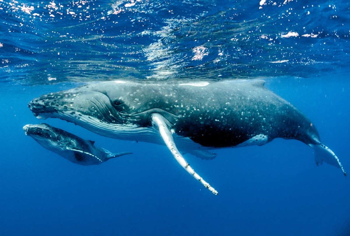 En el Día Mundial de las Ballenas y los Delfines, se enfatiza la necesidad urgente de fortalecer las medidas de conservación, promover políticas más estrictas contra la caza ilegal y fomentar prácticas sostenibles que respeten la vida marina. Foto: wokii