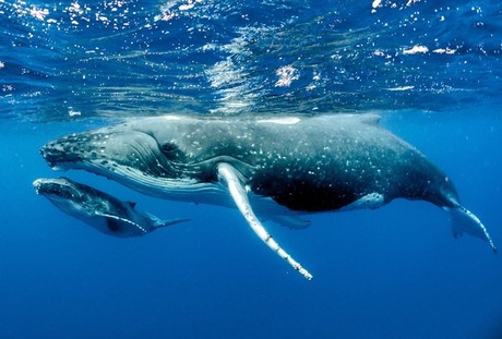 Día Mundial de las Ballenas y los Delfines: Protegiendo a los Guardianes del Mar
