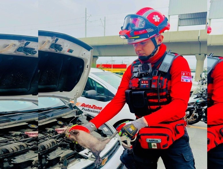 El animal fue rescatado por el Grupo nacional de Emergencias y Rescate. Foto. Cortesía