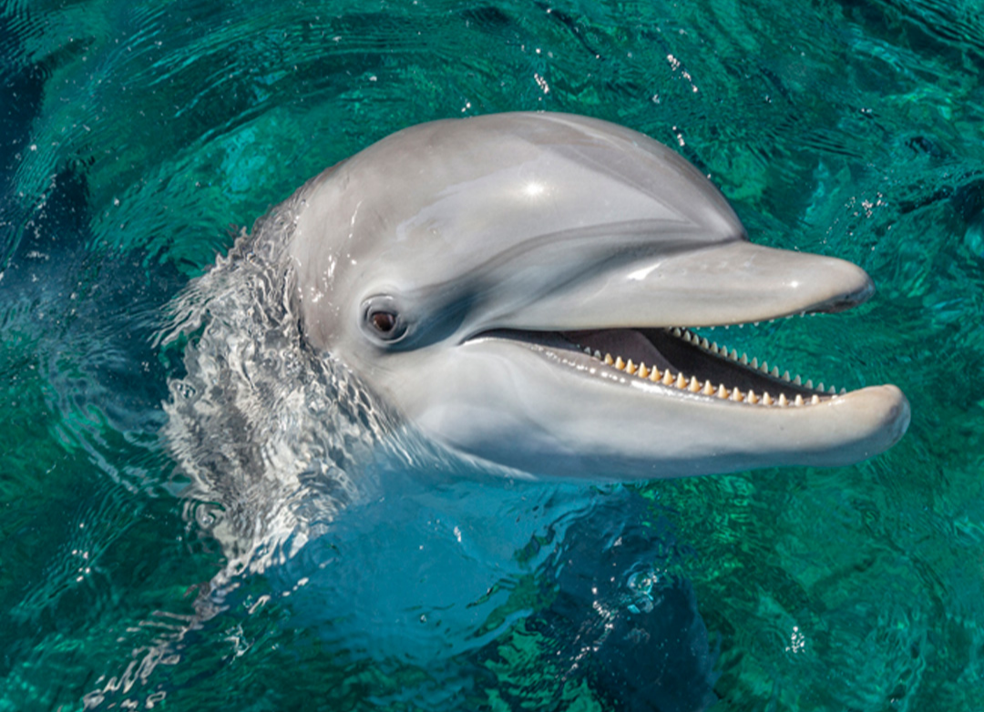 El objetivo de la fecha es hacer conciencia sobre la protección a estas especies marinas. Imagen: NatGeo