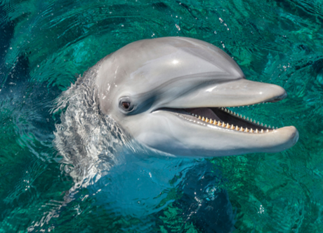 Día Mundial de las Ballenas y Delfines: lucha contra la caza