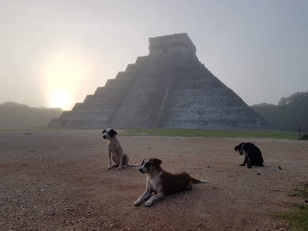 Mientras Cachimba, Osita y Pintorín continúan marcando su territorio en Chichén Itzá, José Keb los cuida con el mismo celo con el que protege este tesoro cultural de México. Foto: X (@DiloConPerritos)