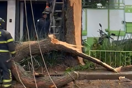 Lluvias causan caída de árbol en la colonia Del Valle Sur
