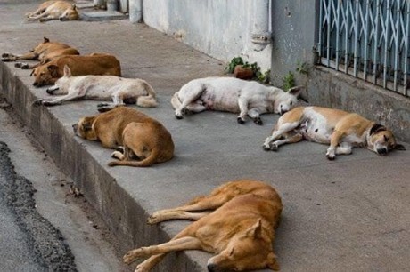 Hoy es un buen día para adoptar a los perros callejeros