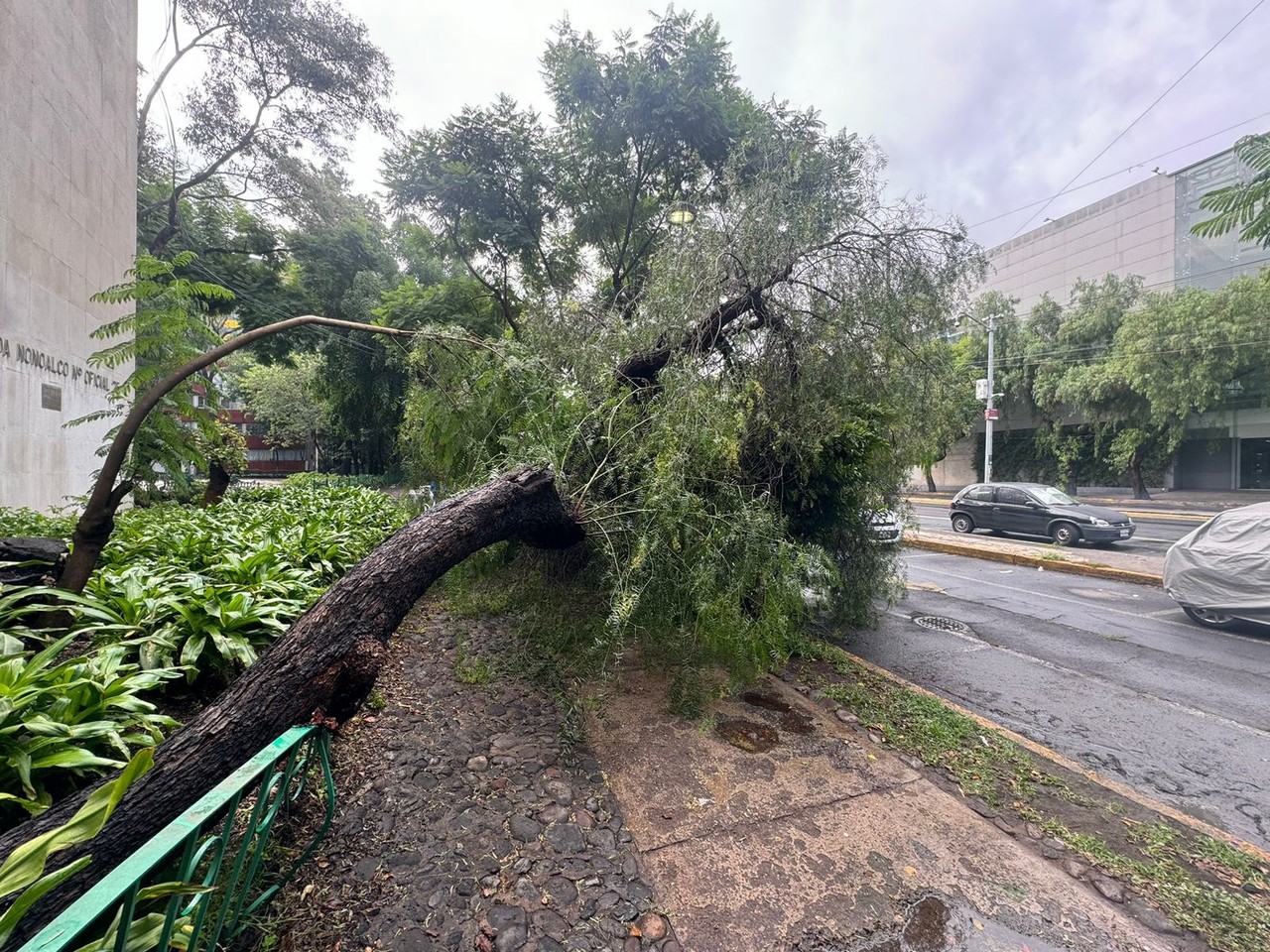 Árbol que cayó en alcaldía de la Ciudad de México. Foto: Ramón Ramírez