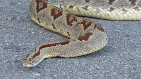 ¡Otro ataque de serpiente! Mujer sufre mordedura de una cascabel en Kinchil