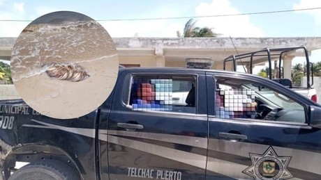 Autoridades aseguran 20 kilos de Pulpo Maya en Telchac Puerto, Yucatán