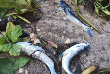 Nueva crisis en el sur de Tamaulipas; escasean peces en el sistema lagunario