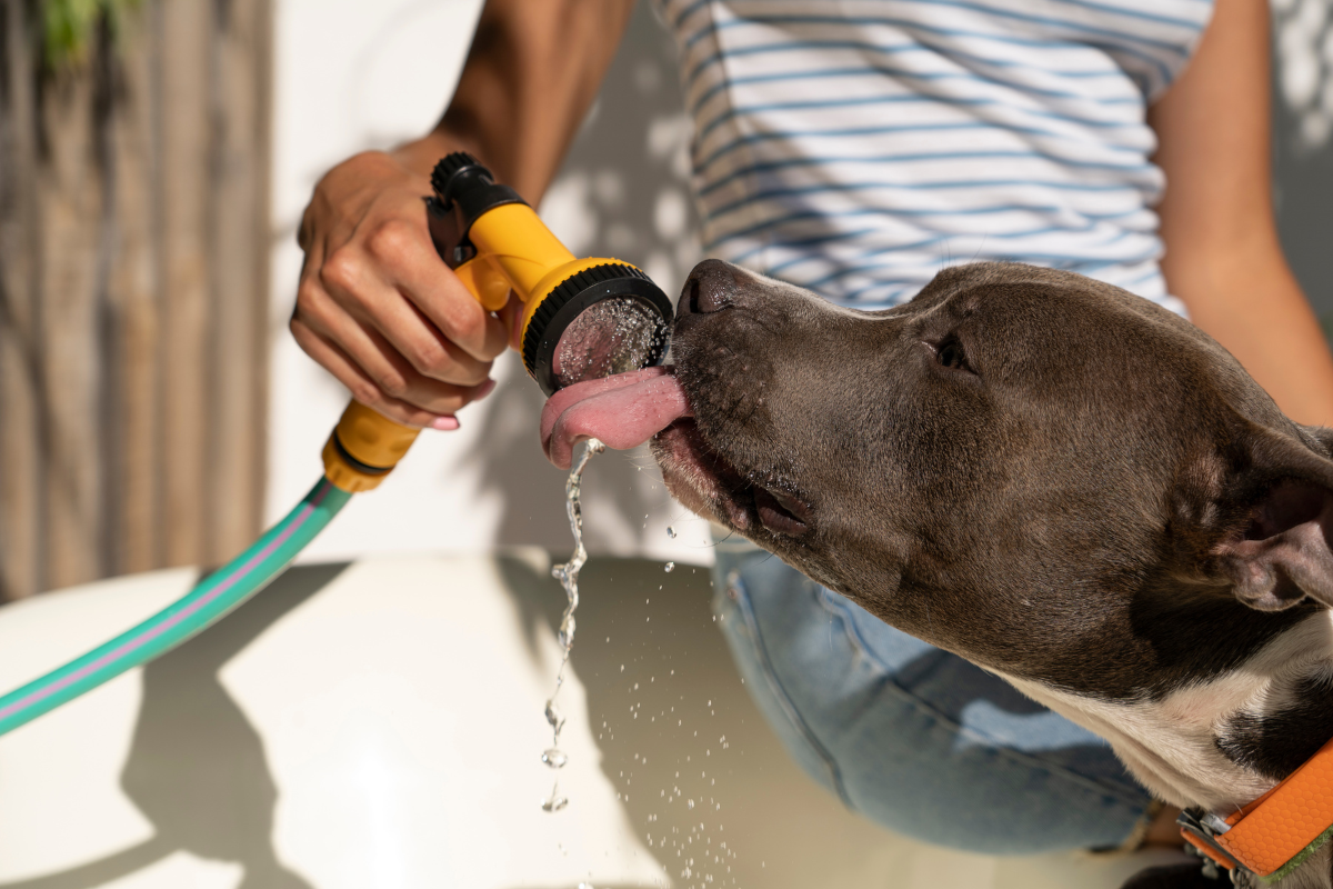 Cuida a tus mascotas del calor. Foto: Freepik