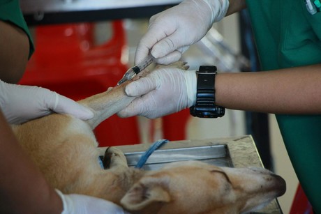 Protege a tu mascota con la vacunación antirrábica segura y sin costo