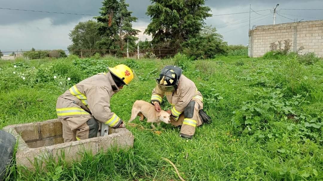 Bomberos de Metepec salvan a perrito atrapado en pozo. Foto: Especial