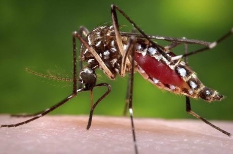 Registran 12 casos de dengue en Victoria